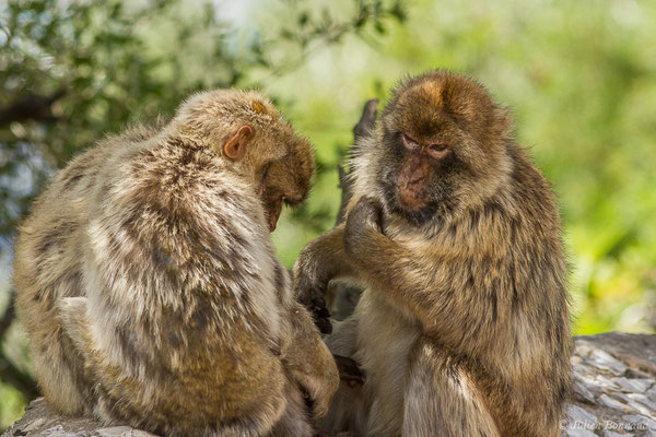 Magot, Macaque berbère, Macaque de Barbarie — Macaca sylvanus (Linnaeus, 1758)
