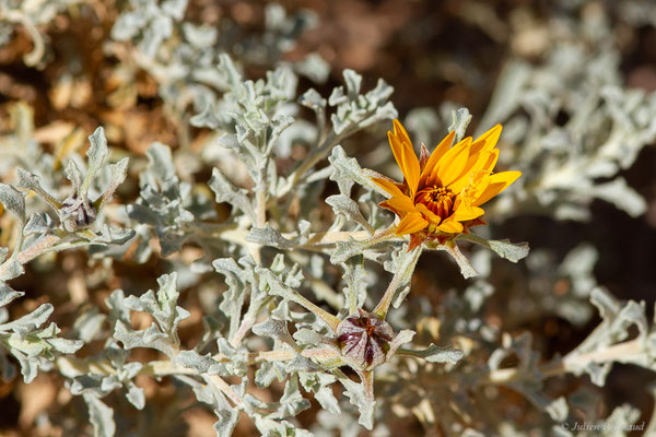 Anvillea garcinii subsp. radiata, (Coss. & Durieu) Anderb., (Tata (Souss-Massa), Maroc, le 08/02/2023)