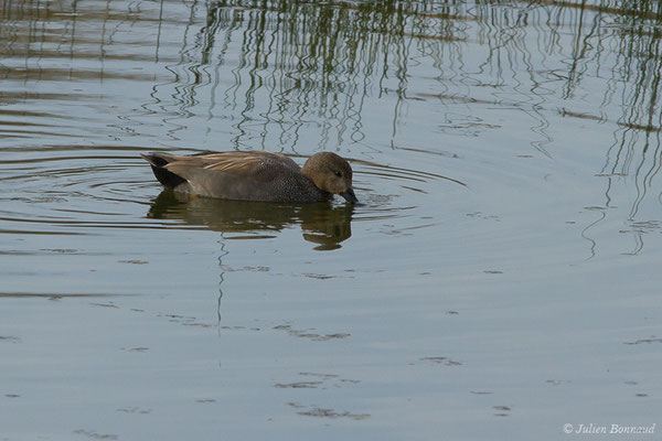Canard chipeau — Mareca strepera (Linnaeus, 1758), (Parc écologique Plaiaundi, Irun, Espagne, le 09/02/2019)