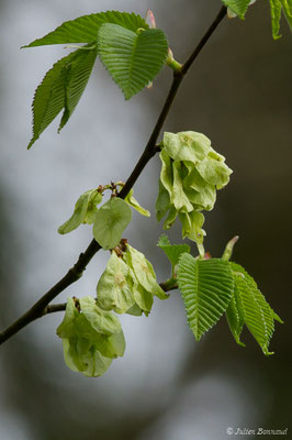 Petit orme, Orme cilié (Ulmus minor) (Eup (31), France, le 10/04/2018)