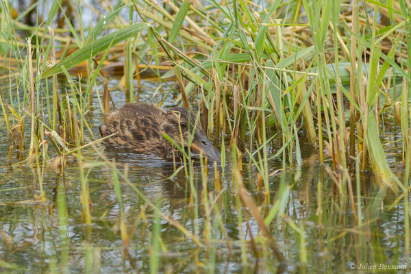 Canard colvert — Anas platyrhynchos Linnaeus, 1758, (canneton) (réserve ornithologique Terre d'oiseaux, Braud-et-Saint-Louis (33), France, le 20/06/2018)