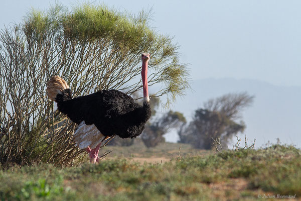 Autruche à cou rouge ou autruche Afrique du Nord —  Struthio camelus Linnaeus, 1758, (Parc national de Souss-Massa, Sidi Binzarne (Agadir), (réserve des gazelles), le 01/02/2023) 