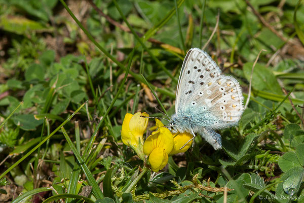 Argus bleu-nacré — Lysandra coridon (Poda, 1761), (Station de ski de Gourette, Eaux-Bonnes (64), France, le 17/09/2021)