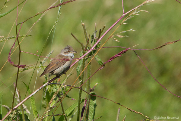 Fauvette grisette — Curruca communis (Latham, 1787), (Port de Vitrezay, Saint-Sorlin-de-Cognac (17), France, le 21/06/2018)