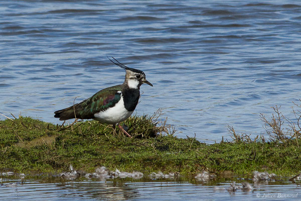Vanneau huppé — Vanellus vanellus (Linnaeus, 1758), (Réserve ornithologique du Teich (33), France, le 15/02/2021)