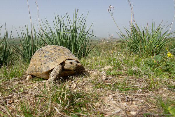 Tortue grecque — Testudo graeca (Linnaeus, 1758)