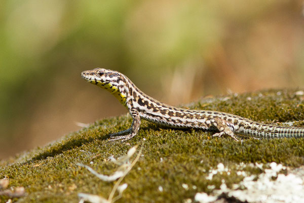 Lézard tyrrhénien — Podarcis tiliguerta (Gmelin, 1789), (Sollacaro (2A), France, le 02/09/2019)