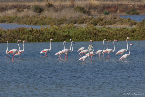 Flamant rose – Phoenicopterus roseus Pallas, 1811, (Ria Formosa (Faro), (Algarve), Portugal, le 01/09/2018)