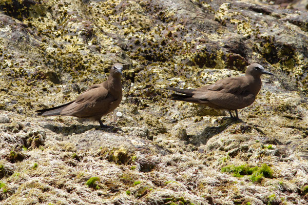 Noddi brun — Anous stolidus (Linnaeus, 1758)