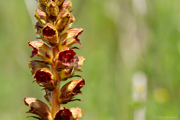 Orobanche grêle — Orobanche gracilis Sm., 1798, (Auch (32), France, le 05/05/2022)