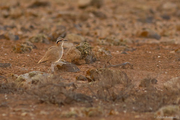 Courvite isabelle — Cursorius cursor (Latham, 1787), (Tindaya, Fuerteventura, (Iles Canaries, Espagne), le 19/02/2022)