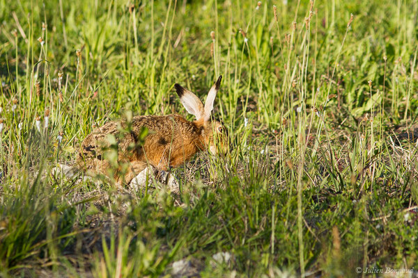 Lièvre d'Europe — Lepus europaeus Pallas, 1778