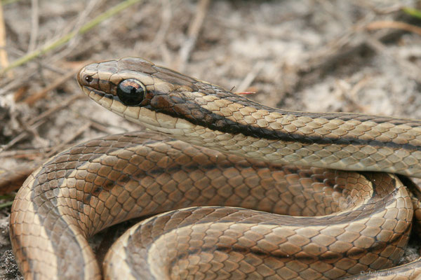 Lygophide rayé — Lygophis lineatus (Linnaeus, 1758), (Centre Spatial Guyanais, Kourou, Guyane, le 10/05/2014) 