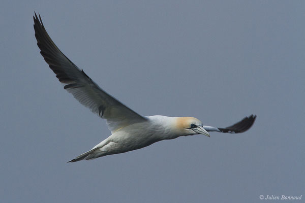 Fou de Bassan – Morus bassanus (Linnaeus, 1758), (Saint-Jean-de-Luz (64), France, le 20/04/2019)