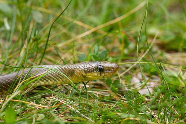 Couleuvre d'Esculape — Zamenis longissimus (Laurenti, 1768)