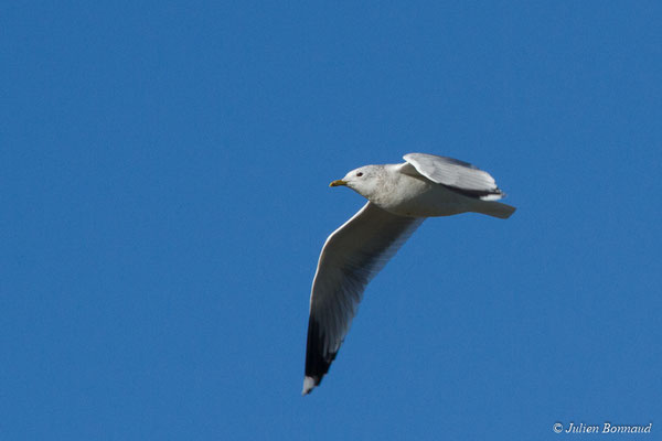 Goéland cendré — Larus canus Linnaeus, 1758, (Hillion, Baie de Saint-Brieuc (22), France, le 11/01/2018)