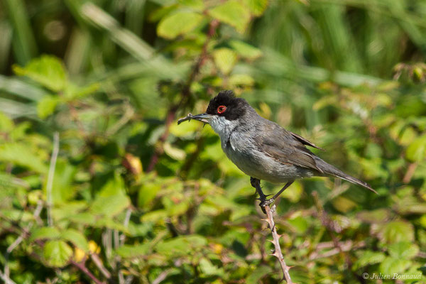 Fauvette mélanocéphale — Curruca melanocephala (Gmelin, JF, 1789), (mâle adulte) (Bidart (64), France, le 22/05/2019)