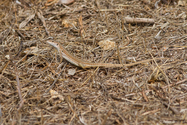 Lézard sicilien, Lézard des ruines — Podarcis siculus (Rafinesque-Schmaltz, 1810), (femelle adulte) (Poticcio (2A), France, le 01/09/2019)