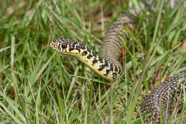 Couleuvre verte et jaune — Hierophis viridiflavus (Lacepède, 1789), (adulte), (Aignan (32), France, le 16/05/2025)