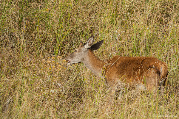 Cerf élaphe – Cervus elaphus Linnaeus, 1758, (Parque Natural de la Sierra de Andújar (Andalousie), Espagne, le 09/08/2020)