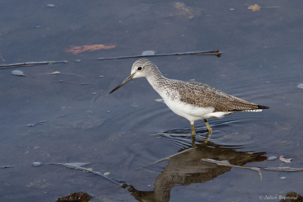 Chevalier aboyeur — Tringa nebularia (Gunnerus, 1767), (Parc écologique de Plaiaundi, Irun (Pays basque), Espagne, le 11/11/2025)