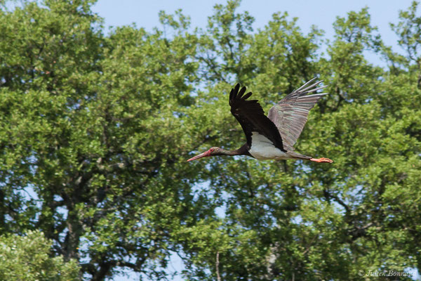 Cigogne noire — Ciconia nigra (Linnaeus, 1758), (Parc National de Monfragüe (Estrémadure), Espagne, le 12/08/2020)