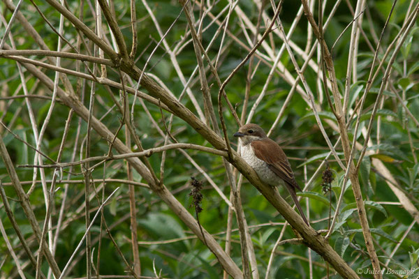 Pie-grièche écorcheur — Lanius collurio Linnaeus, 1758, (femelle adulte) (Saint-Béa (31), France, le 16/05/2018)