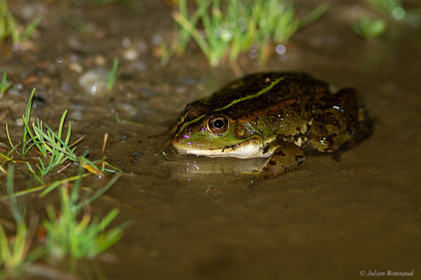 Grenouille de Pérez — Pelophylax perezi (Seoane, 1885), (Parc naturel du lac de Sanabria (Zamora), Espagne, le 05/07/2022)