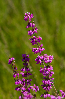 Bruyère cendrée — Erica cinerea L., 1753, (Lacq (64), France, le 16/07/2019)