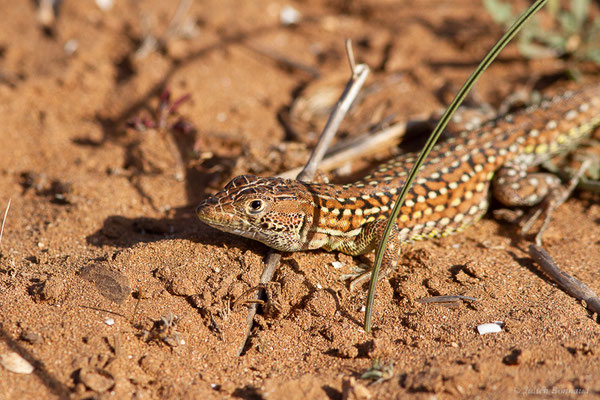 Acanthodactylus margaritae Tamar, Geniez, Brito and Crochet, 2017