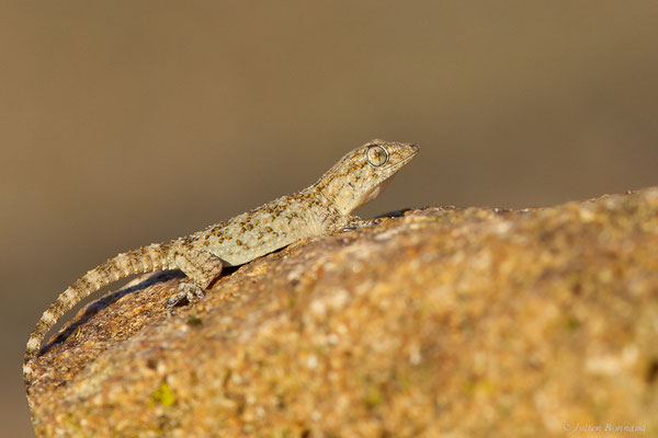 Tarente de Maurétanie — Tarentola mauritanica (Linnaeus, 1758), (Larache (Tanger-Tétouan-Al Hoceïma), Maroc, le 18/01/2023)