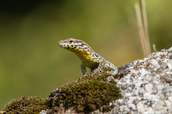 Lézard tyrrhénien — Podarcis tiliguerta (Gmelin, 1789), (Sollacaro (2A), France, le 02/09/2019)