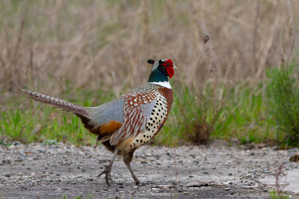 Faisan de Colchide — Phasianus colchicus Linnaeus, 1758, (mâle adulte), (Pardies (64), France, le 19/04/2025)