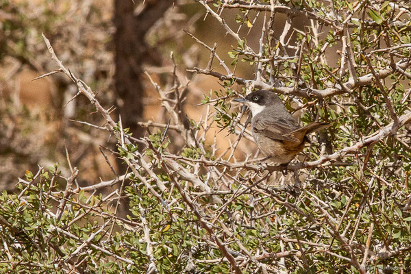 Fauvette orphée — Curruca hortensis (J.F. Gmelin, 1789),(Msseyed (Guelmim-Oued Noun), Maroc, le 29/03/2024)