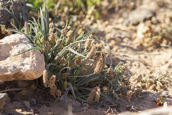 Ispaghul ou Psyllium blond — Plantago ovata Forssk., 1775, (Fuerteventura, (Iles Canaries, Espagne), le 02/2022)