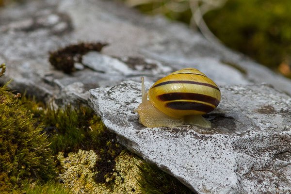 Escargot des jardins — Cepaea hortensis (O.F. Müller, 1774)