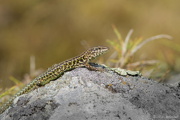 Lézard tyrrhénien — Podarcis tiliguerta (Gmelin, 1789)