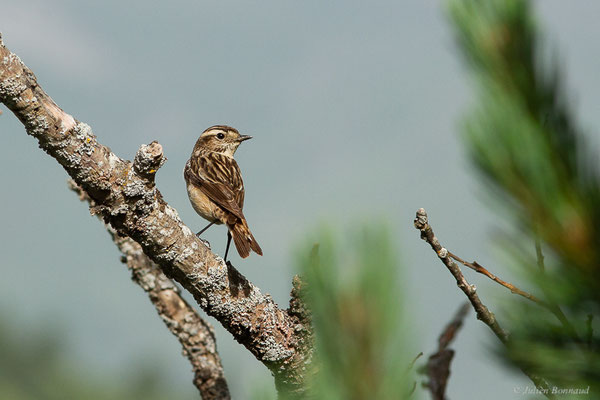 Tarier des prés — Saxicola rubetra (Linnaeus, 1758), (Col de Puymorens, Porté-Puymorens (66), le 11/07/2023)