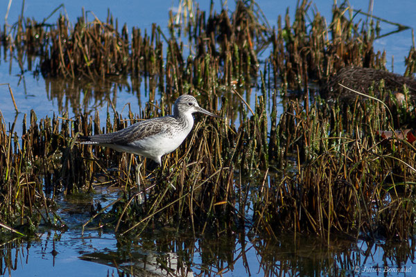 Chevalier aboyeur — Tringa nebularia (Gunnerus, 1767), (adulte en plumage internuptial) (Parc écologique Plaiaundi, Irun, Espagne, le 20/12/2020)