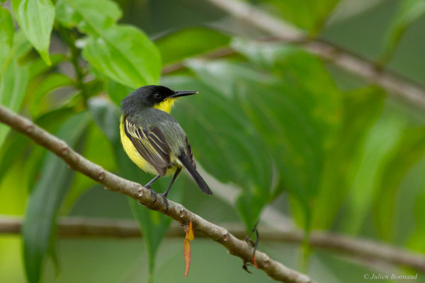 Todirostre familier — Todirostrum cinereum (Linnaeus, 1766)