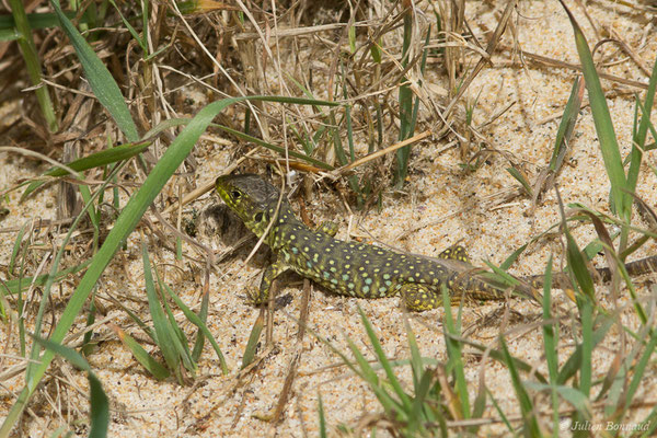 Lézard ocellé — Timon lepidus (Daudin, 1802), (juvénile) (Tarnos (64), France, le 13/03/2020)