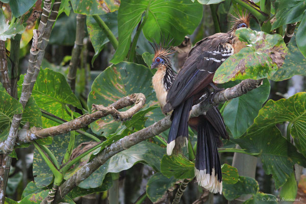 Hoazin huppé — Opisthocomus hoazin (Statius Müller, 1776), (Réserve naturelle nationale des marais de Kaw-Roura, Guyane, le 24/01/2016)