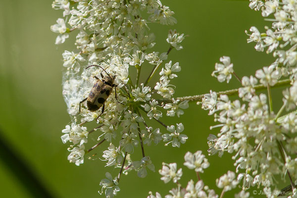 Lepture trapue (Pachytodes cerambyciformis) (Sers (65), le 20/06/2020)