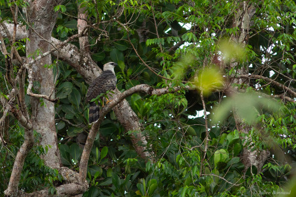 Harpie huppée — Morphnus guianensis (Daudin, 1800), (sub-adulte, forme claire) (carrière du Galion, Roura, Guyane, le 31/05/2017)