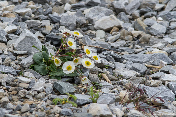 Renoncule à feuilles de parnassie — Ranunculus parnassifolius L., 1753