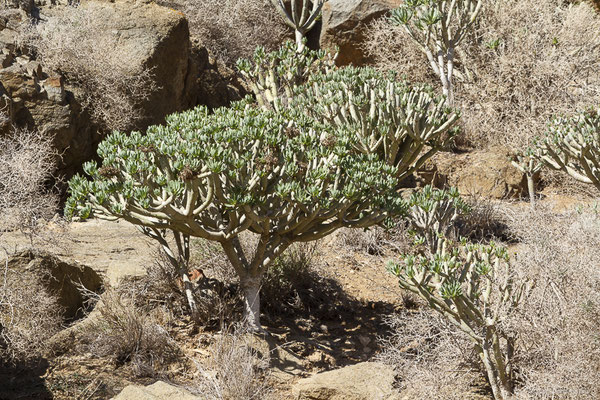 Kleinia neriifolia Haw. (1812)