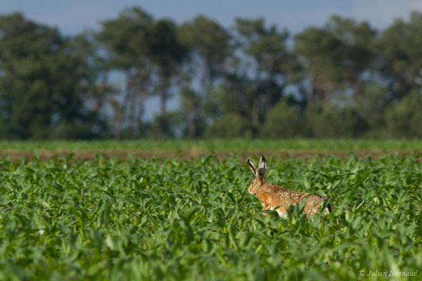Lièvre d'Europe — Lepus europaeus Pallas, 1778