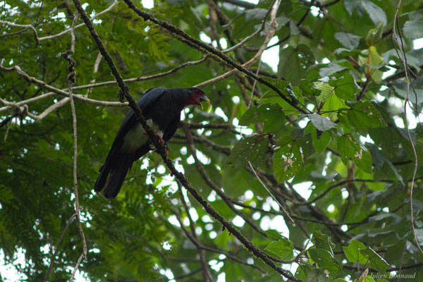 Caracara à gorge rouge — Ibycter americanus (Boddaert, 1783), (Saint-Pierre, Guyane, le 27/01/2017)