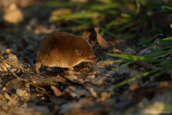 Musaraigne pygmée — Sorex minutus Linnaeus, 1766