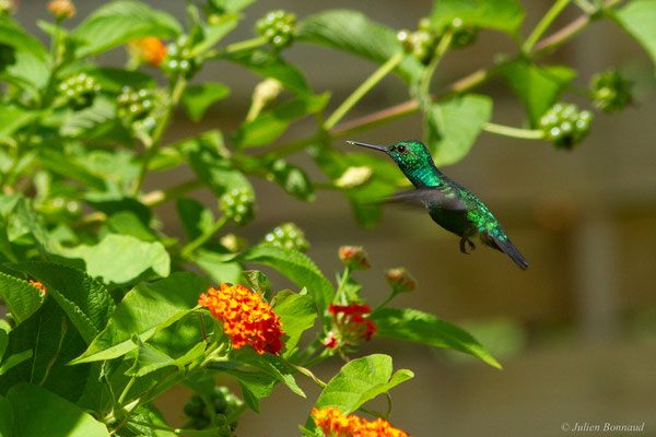 Émeraude orvert — Chlorostilbon mellisugus (Linnaeus, 1758), (Rémire-Montjoly, Guyane, le 19/07/2016)